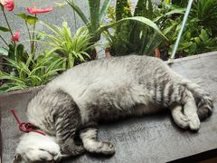 -猫岛主趣味餐厅(鼓浪屿店)