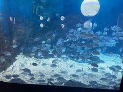 -烟台海昌鲸鲨海洋公园