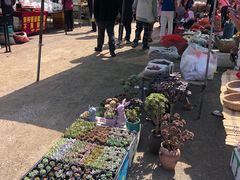 -蒲河大集