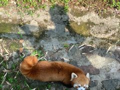 -都江堰中华大熊猫苑