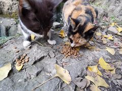 -秋霞圃