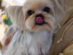 -momokira米努特·德文卷毛猫·棉花面纱犬