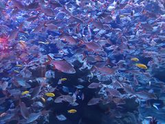 -成都浩海立方海洋公园