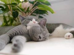 -糯米喵星人总部直营旗舰店·猫舍·幼猫出售
