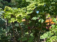 -北京市劳动人民文化宫(太庙)
