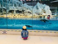 -帝企鹅自助餐厅•儿童岛•真企鹅(长隆企鹅酒店)