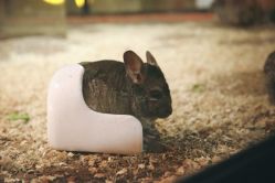 -酷嗒动物文化乐园(cutezoo西溪乐天城店)