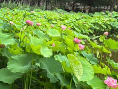 -陈家山荷花公园