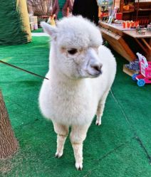 -萌宠亲子动物乐园(槐房万达店)