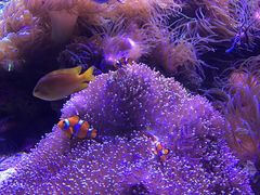 -悉尼海洋生物水族馆
