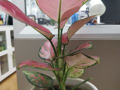 -北京大学深圳研究生院-燕园2食堂