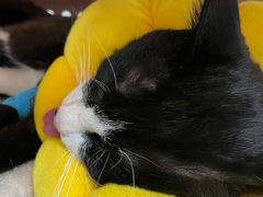 -纳吉亚猫专科动物诊疗中心(蒋宅口分院)