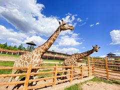 -鄂尔多斯野生动物园