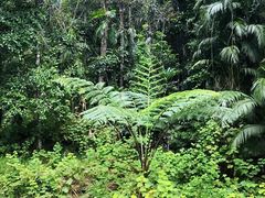 -热带雨林自然公园