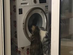 -Bastet sally猫舍购宠(静安店)