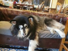 -more than meow吴止猫主题餐厅(承德 中船汇店)