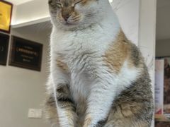 -伟伟宠物医院·CT影像中心·瑞派犬猫综合性门诊(汉口总院)