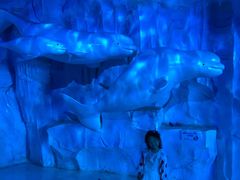 -芜湖新华联大白鲸海洋公园