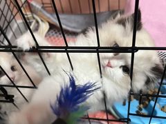-欣宠猫屋·矮脚拿破仑·蓝金金渐层