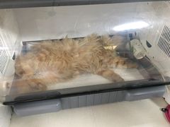 -西安京西宠物医院·瘫痪·疑难杂症