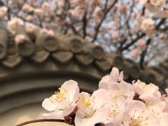 -北京鹫峰国家森林公园
