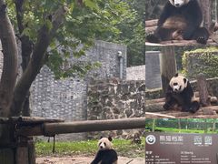 -都江堰中华大熊猫苑