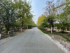 -桃花堤公园