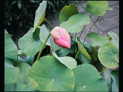 -大妙火锅·非物质文化遗产(东湖公园店)