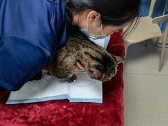 -凯瑞希宠物医院·狂犬免疫·微创·皮肤科