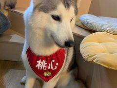 桃心-Husky Go! 哈士奇体验馆·宠物咖啡厅狗咖