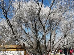 -桃花堤公园