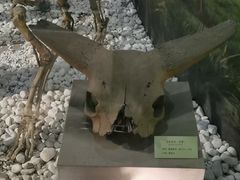 -河南自然博物馆