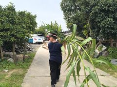 -樂桃源奉贤黄桃种植采摘基地