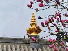 -护国法轮寺