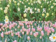 -花博汇(知音花月夜)