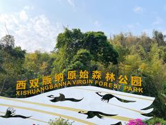 -西双版纳原始森林公园