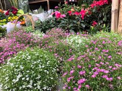 -三圣花乡旅游区