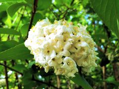 -墨尔本皇家植物园