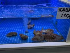 -小海丁
