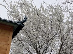 -花园口旅游区