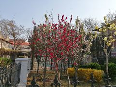 -天津五大道文化旅游区