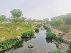 -羊山湖公园
