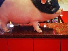 -猪角·闽南猪脚饭(上梅林店)