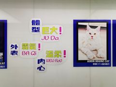 -70cat德文卷毛猫·缅因猫纯种猫舍