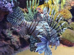 -上海海洋水族馆