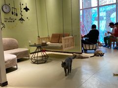 -藏猫猫咖啡主题馆(中央大道店)