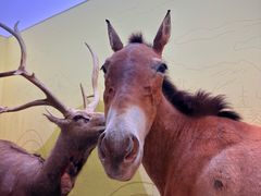 -国家自然博物馆