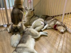 -Husky Go! 哈士奇体验馆·宠物咖啡厅狗咖