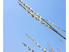 -香雪海