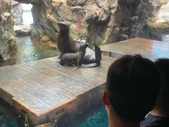-大阪海游馆